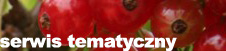 porzeczki czerwone